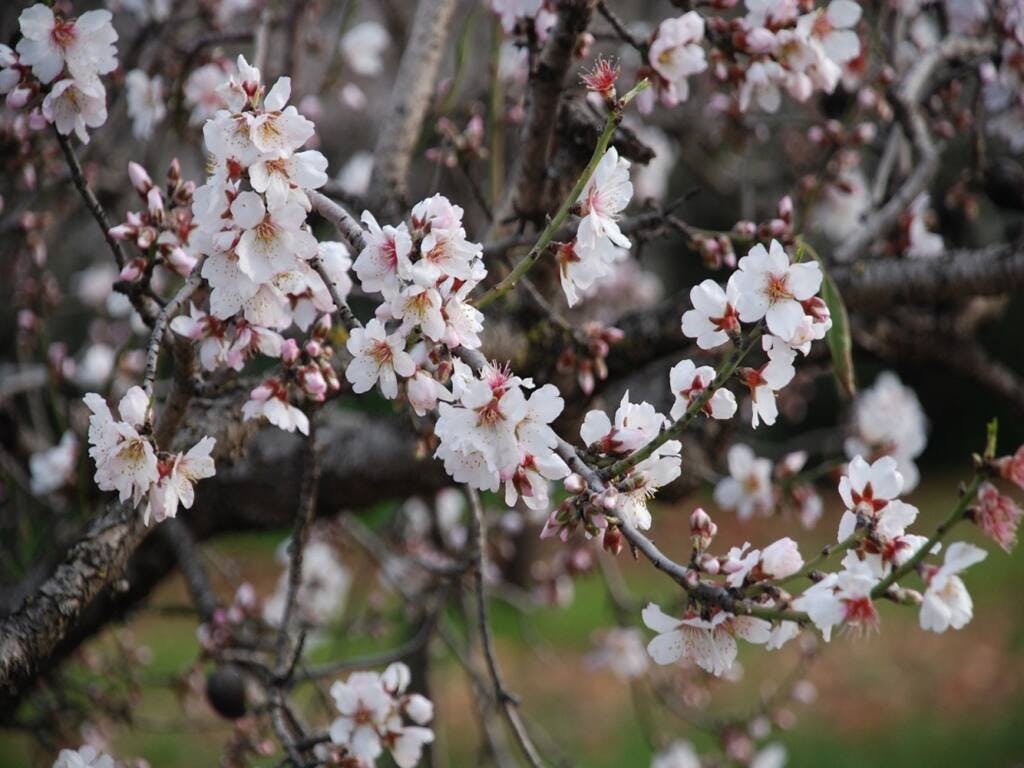 Frühlingserwachen- Mandelblüte con trasferimento