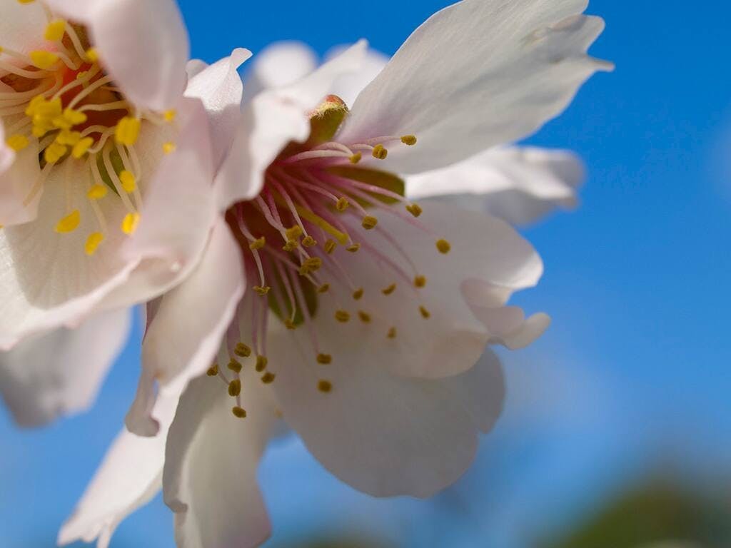 Frühlingserwachen- Mandelblüte mit Transfer