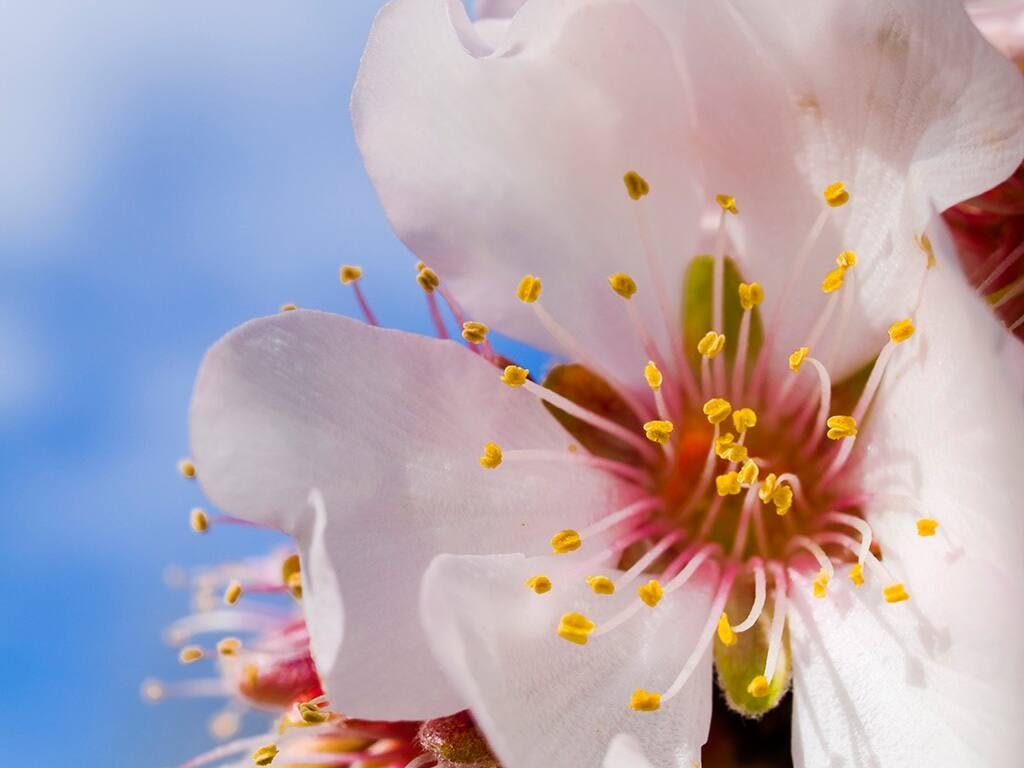 Frühlingserwachen- Mandelblüte mit Transfer