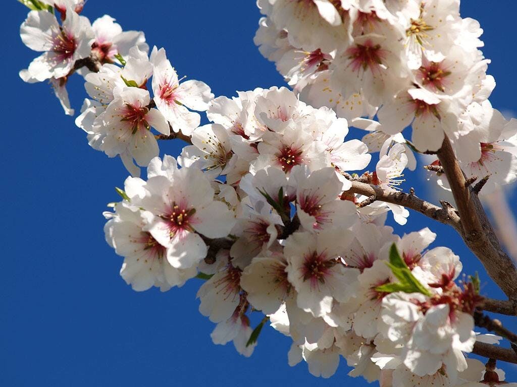 Frühlingserwachen- Mandelblüte mit Transfer