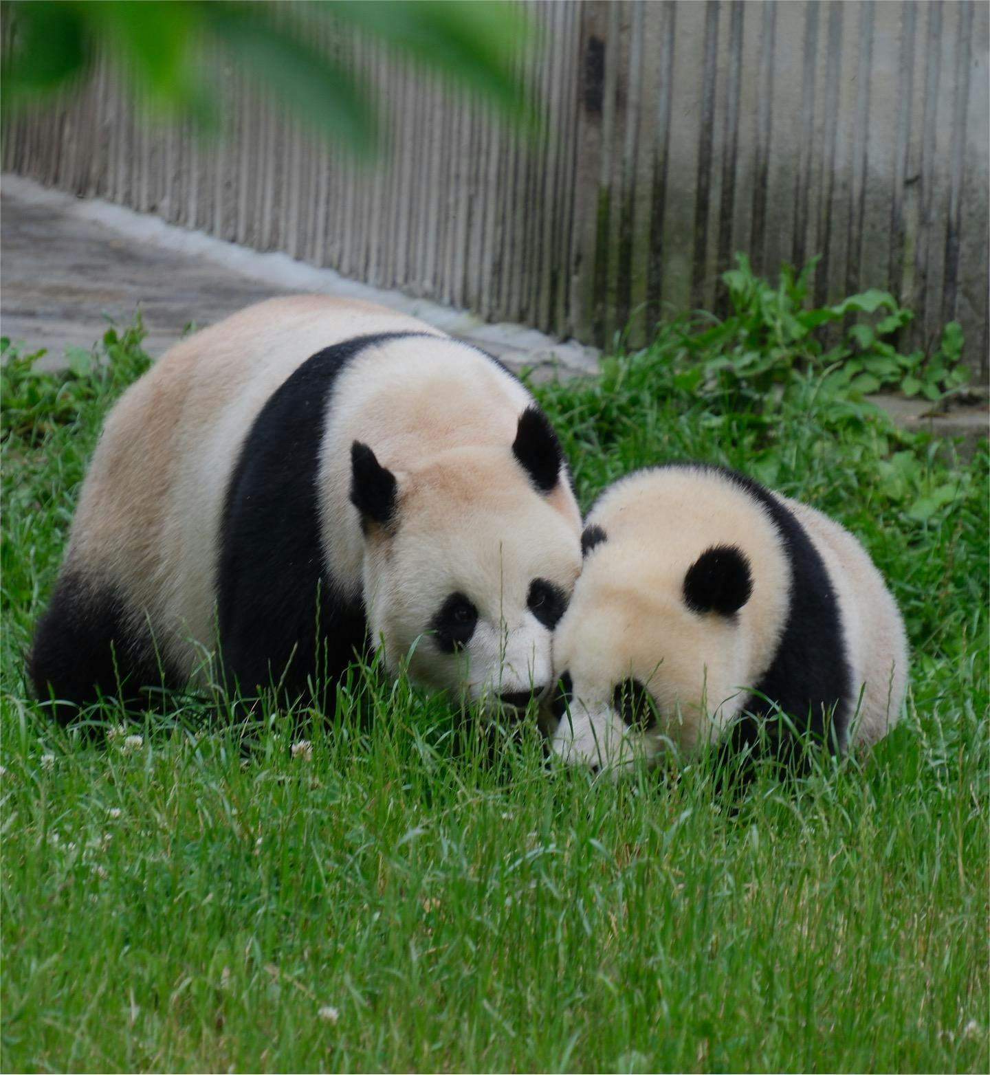 Visite d'une journée complète de la base des pandas de Chengdu