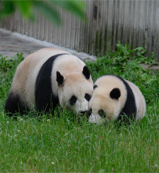 Full Day Tour of Chengdu Panda Base