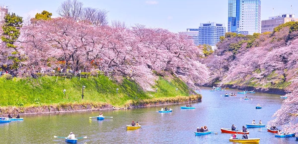 Dagtocht naar de kersenbloesem in het voorjaar in Tokio