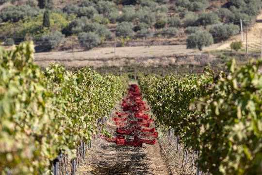 Degustacja wina i jedzenia Tenuta Valle delle Ferle w Caltagirone