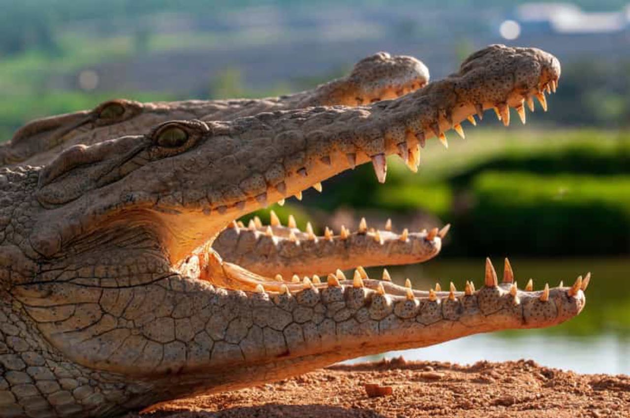 Ingressos para o Crocoparc Agadir e visita guiada com traslado