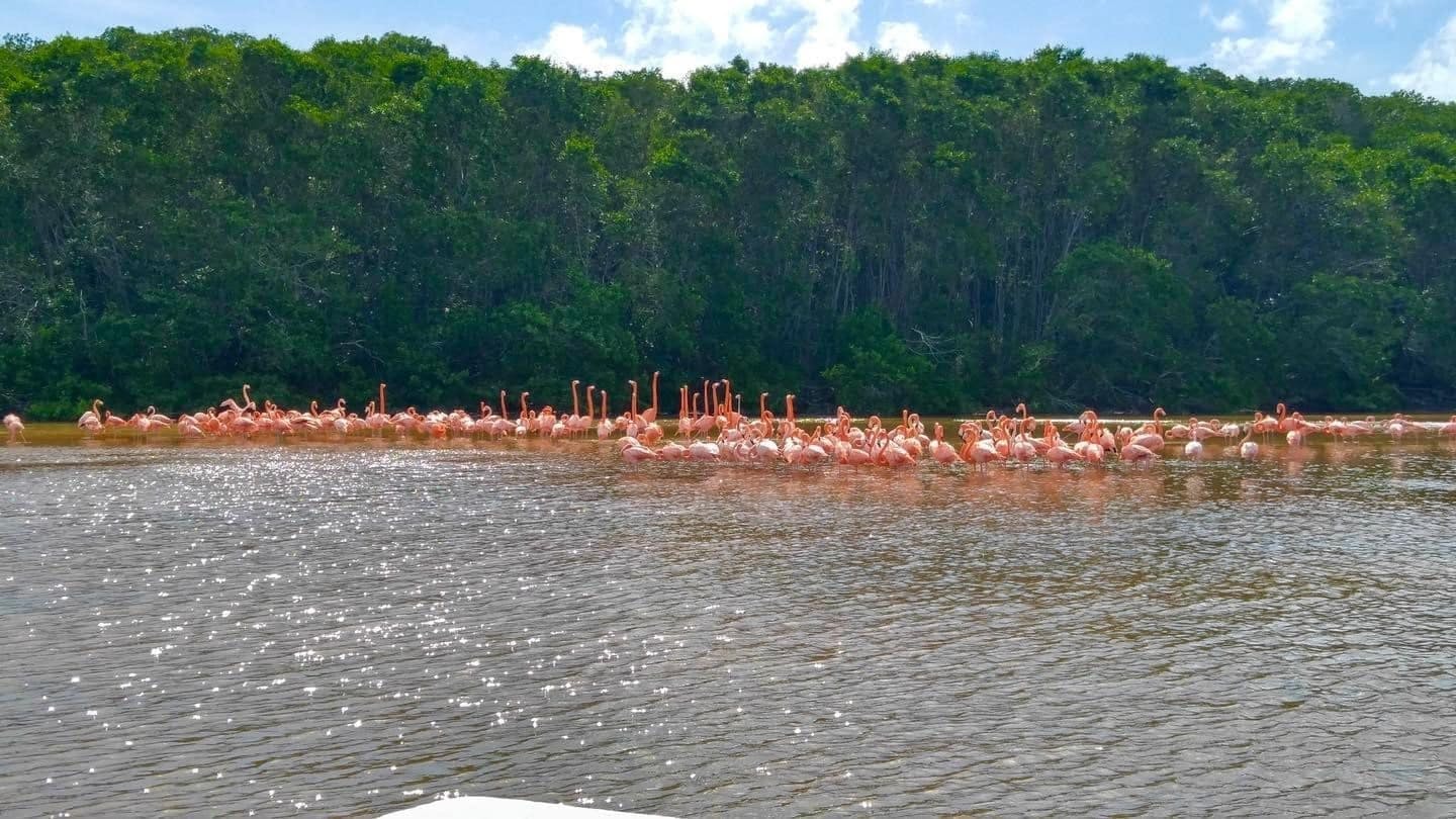 Ganztägiger Ausflug nach Celestun und zum Pink Flamingo Sanctuary