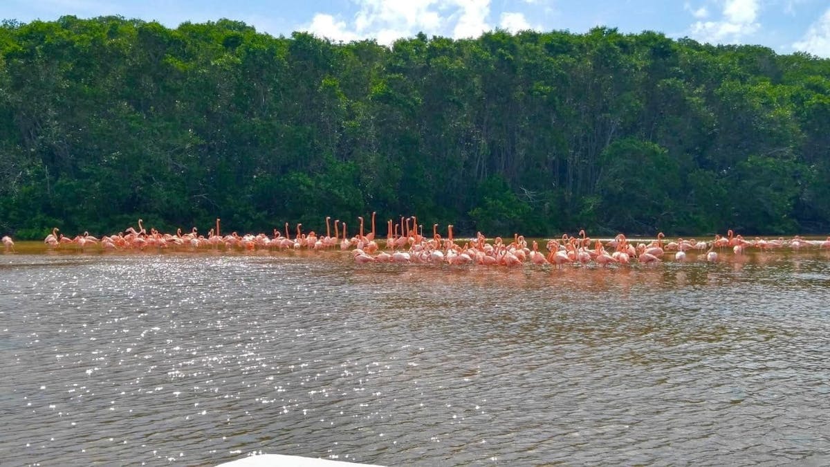 Hele dag excursie naar Celestun en het heiligdom vanaf de roze flamingo