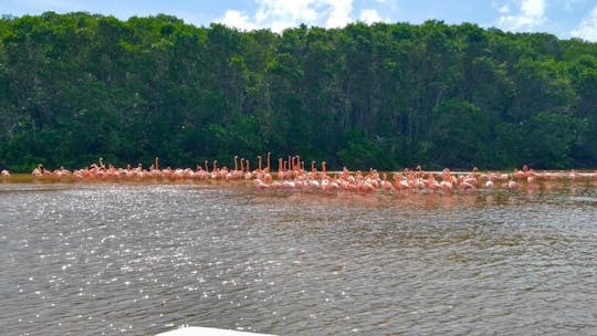 Ganztägiger Ausflug nach Celestun und zum Pink Flamingo Sanctuary