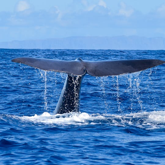 Whale and dolphin watching experience from Funchal