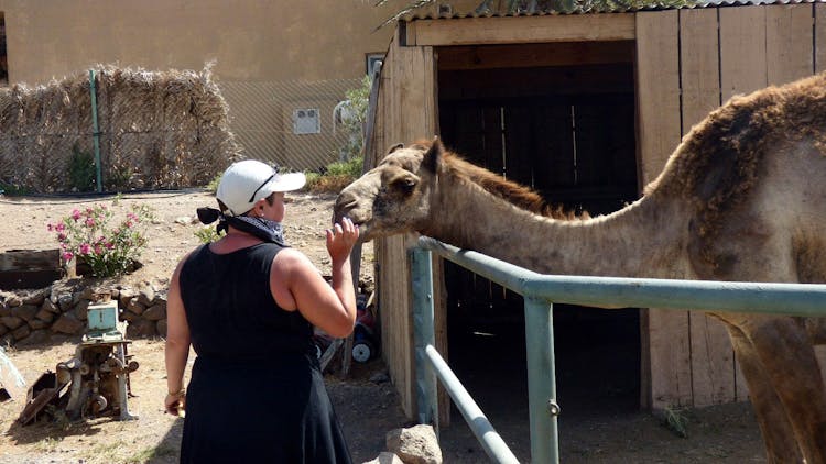 Half-day buggy tour from Caleta de Fuste in Fuerteventura