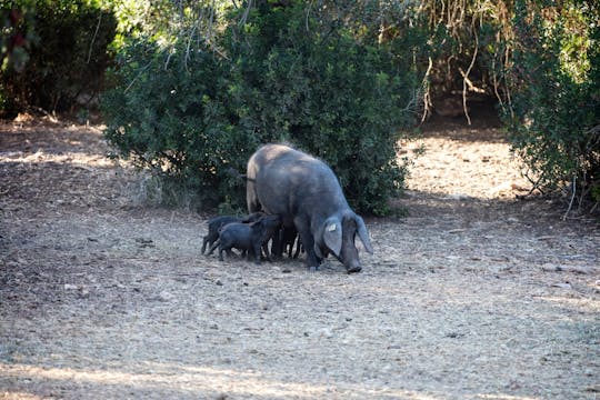 Halve dag sobrasada payesa proeverij in Mallorca