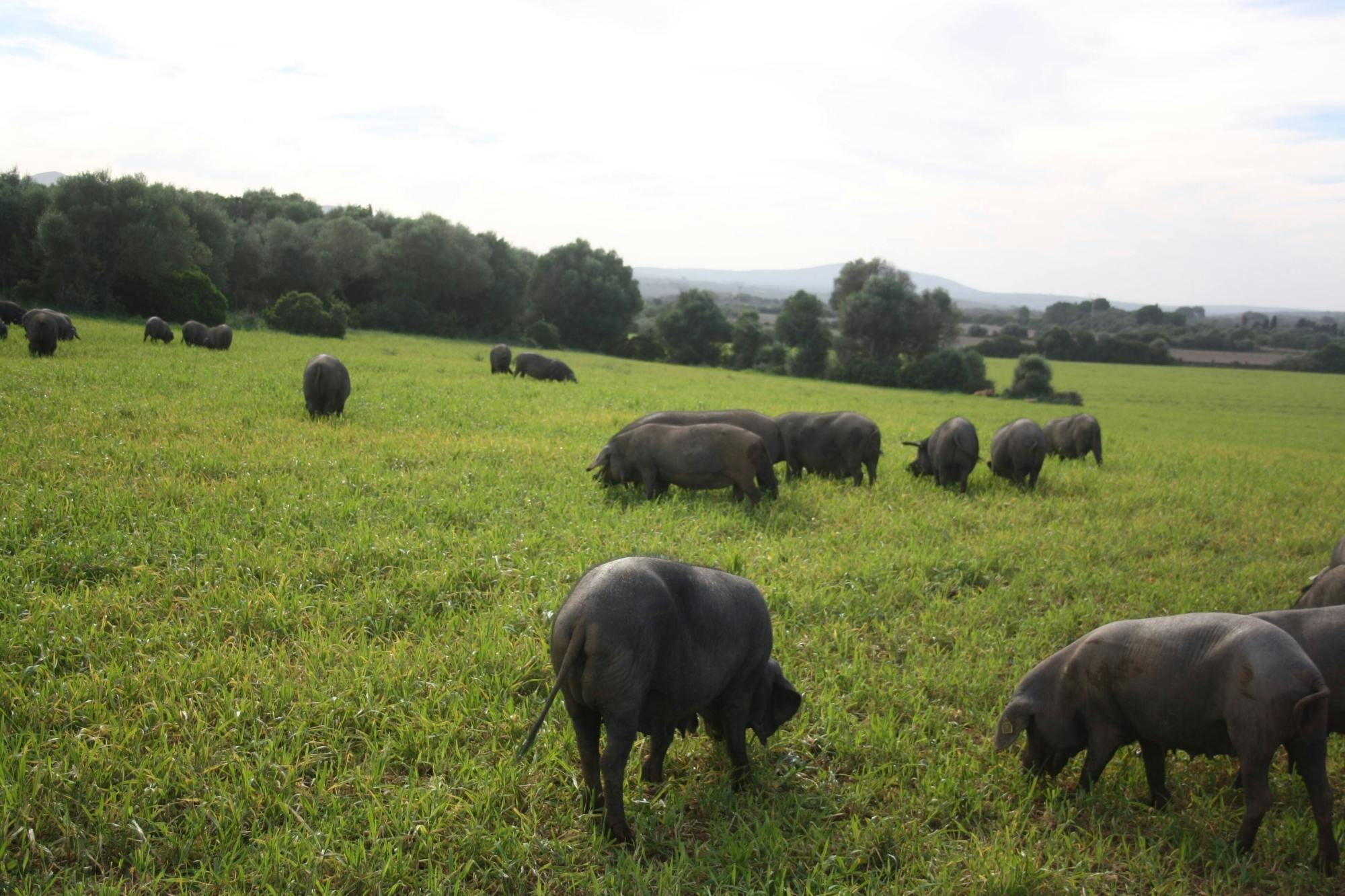 Half-day sobrasada payesa tasting tour in Majorca