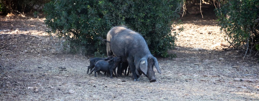 Half-day sobrasada payesa tasting tour in Majorca