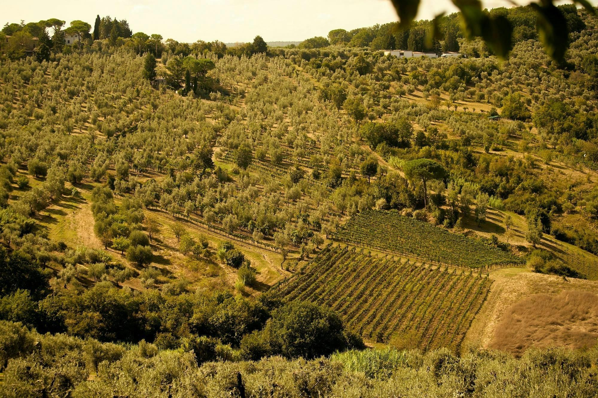 6-godzinna wycieczka rowerem elektrycznym z Florencji do Chianti z lunchem i degustacjami