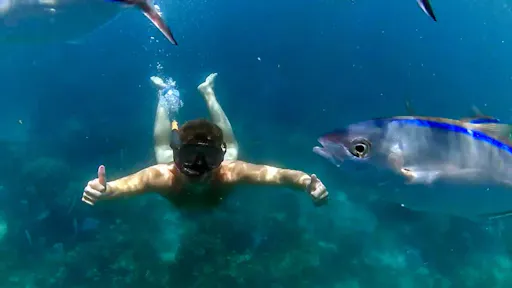 Catalina Island boat tour with snorkelling and Dominican lunch