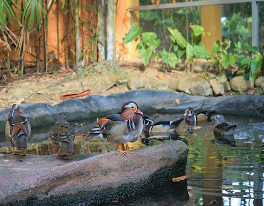 Entrance e-ticket for Langkawi Wildlife Park