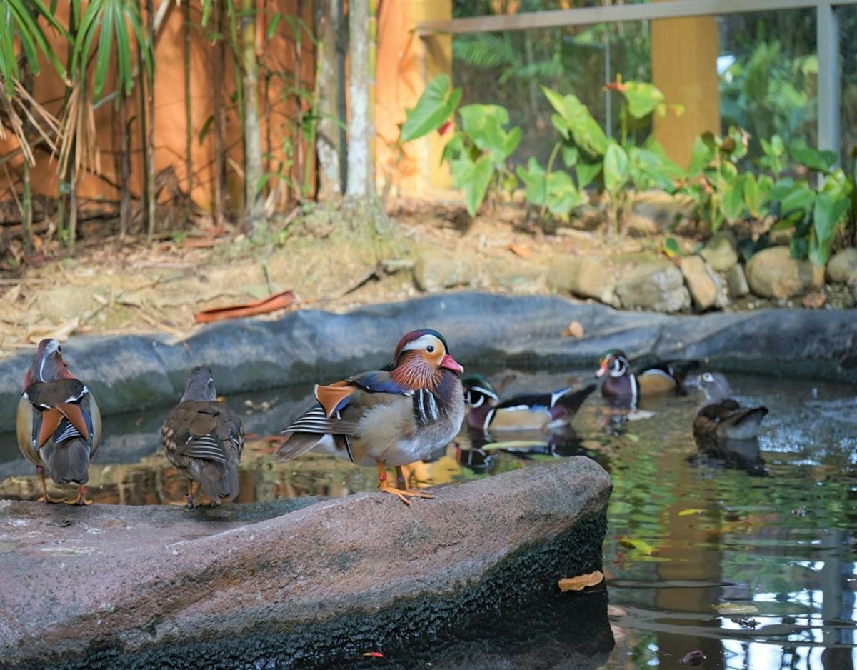 E-ticket voor toegang tot het Langkawi Wildlife Park