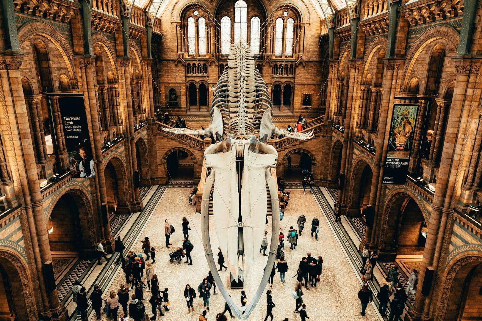 Musée d'histoire naturelle de Londres avec visite audio en portugais dans l'application