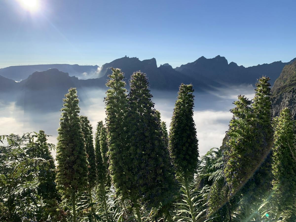 The enchanted east of Madeira's natural wonders 4x4 guided tour