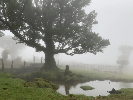 Madeira the untravelled west 4x4 guided tour