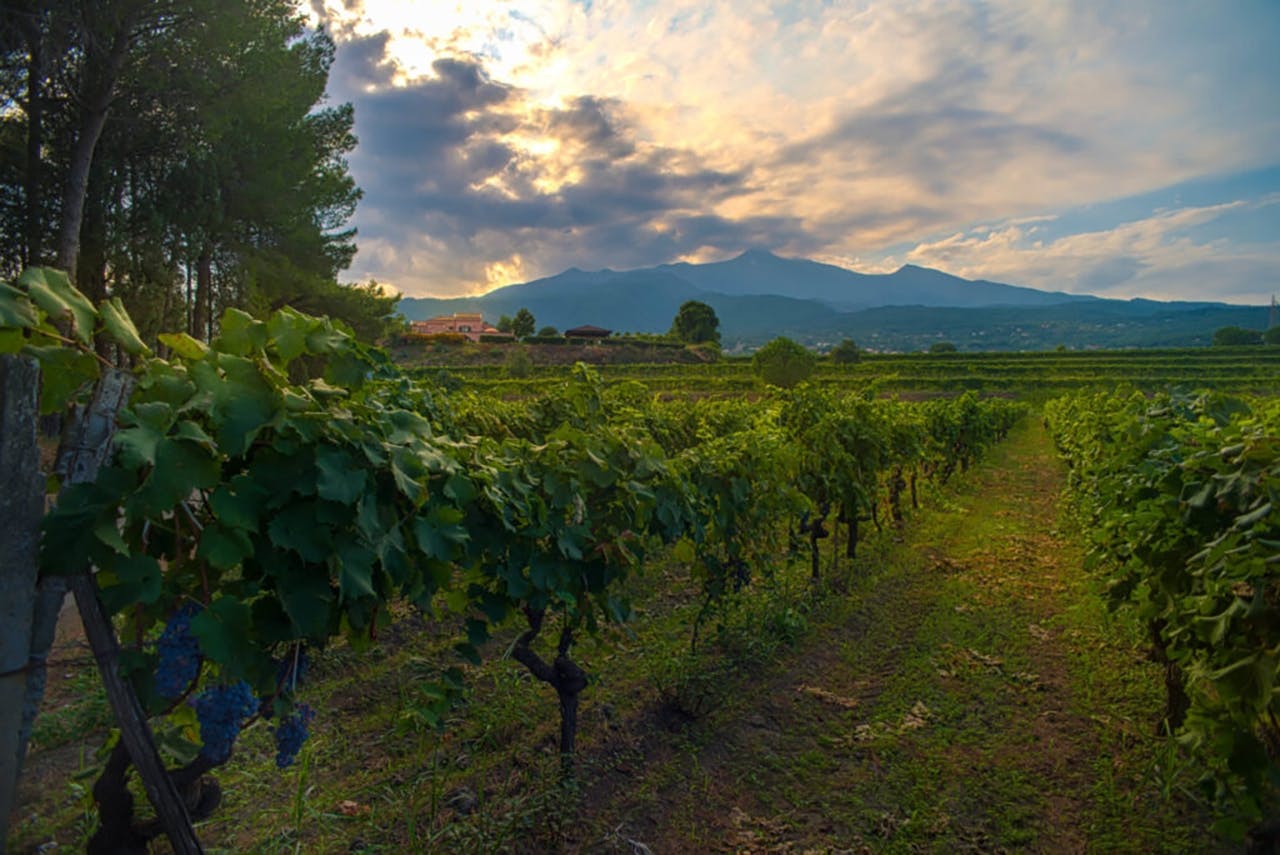 Weintour und Weinprobe am Ätna