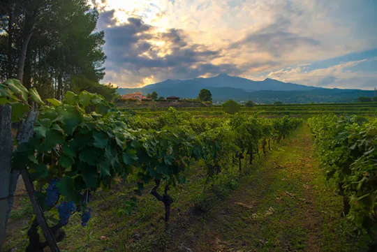Etna wine tour and tasting
