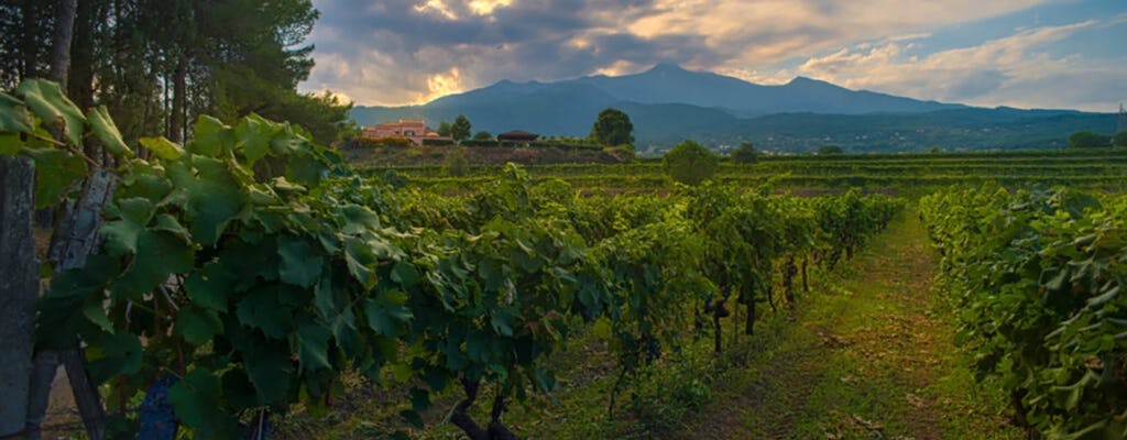 Etna wine tour and tasting