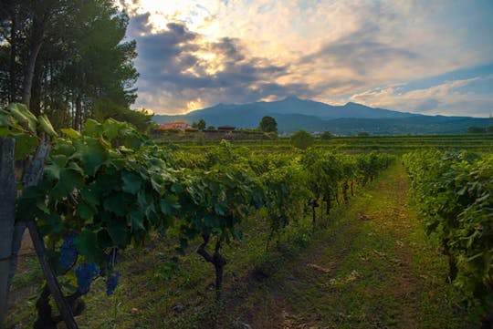 Tour e degustação de vinhos no Etna