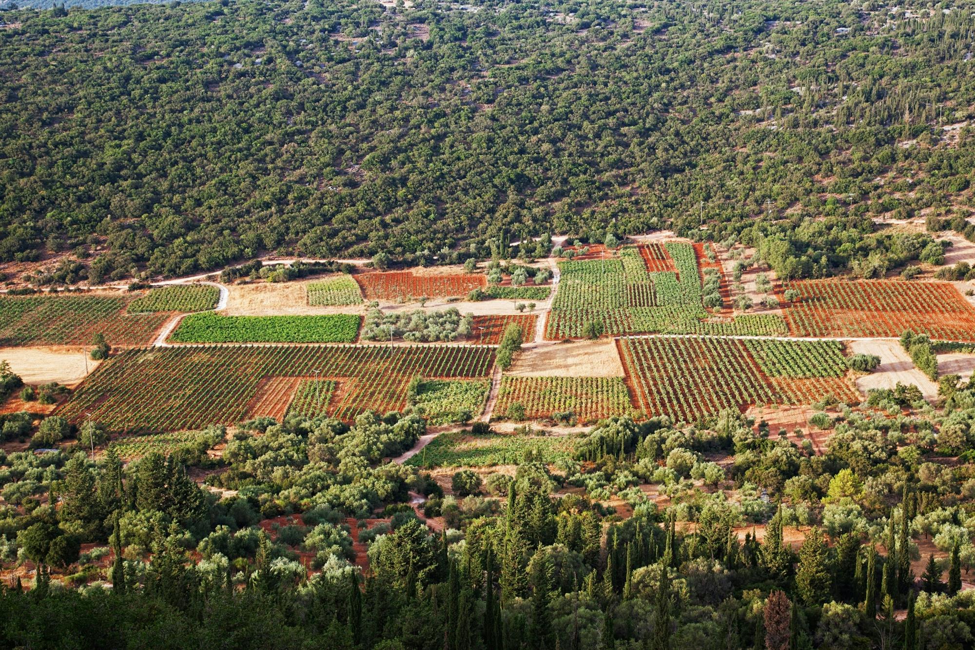 An Evening in Argostoli with Wine Tasting