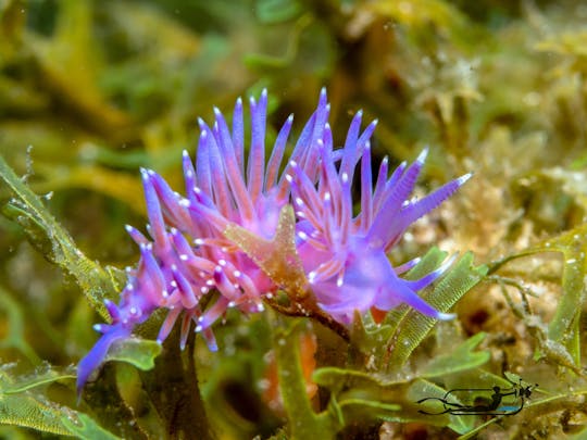 Excursión de buceo doble en barco en Mallorca