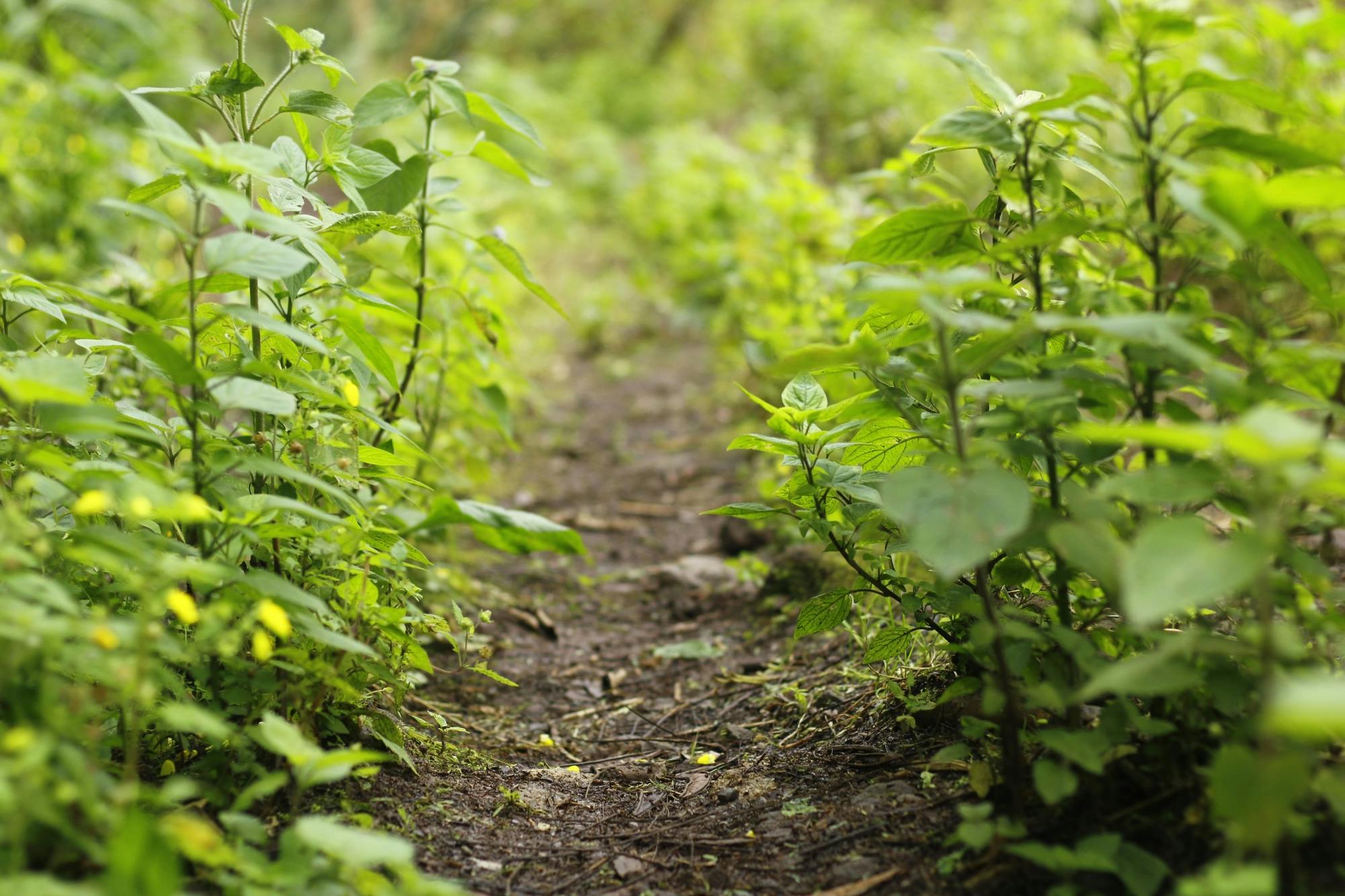 Coffee farm hike through Jamaica’s Blue Mountains with brunch