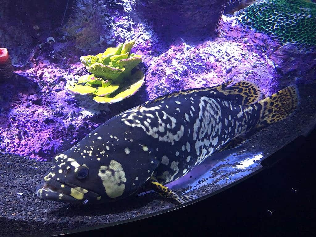 Izmir City Tour & Aquarium