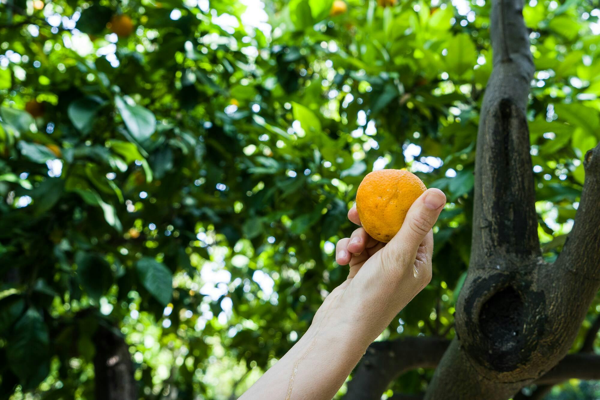 Nat Geo Day Tour: The Valley of the Oranges