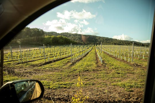 Recorrido por los viñedos y el vino de Albarino con cata