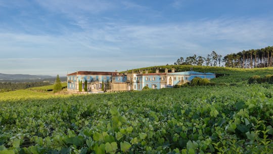 Cata de vino Albariño con visita guiada a la bodega