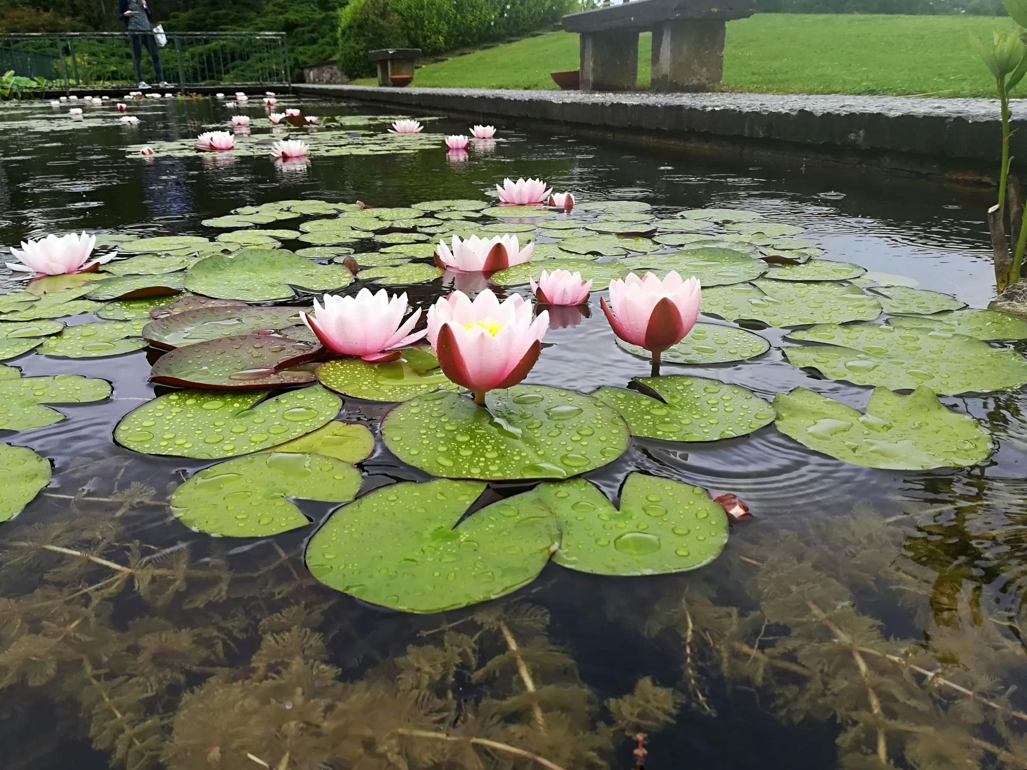 Borghetto full-day tour with pasta tasting and Sigurtà Gardens