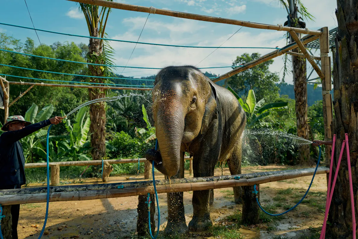 Full-day river rafting and elephant sanctuary tour with lunch