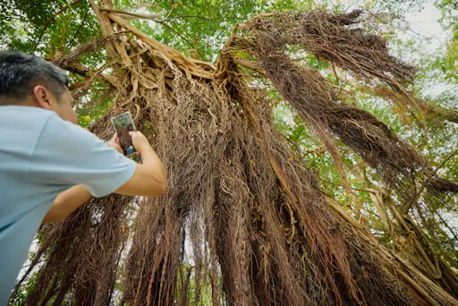 Phuket full-day temple, pearl and cashew tour with lunch