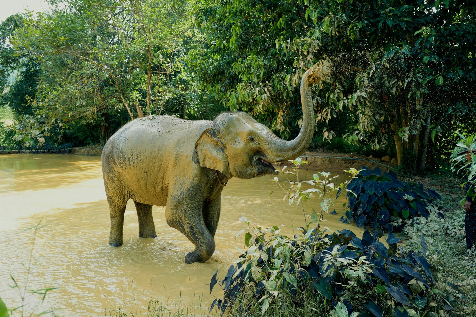 Full-day Khao Sok tour with elephant sanctuary and bamboo rafting