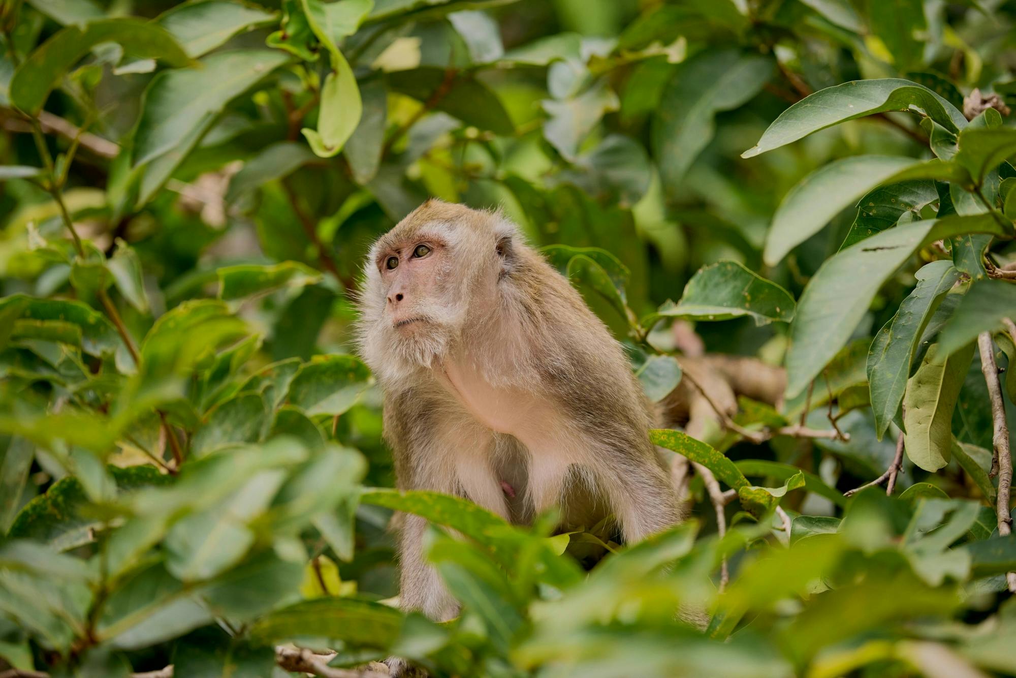 Full-day Khao Sok tour with elephant sanctuary and bamboo rafting