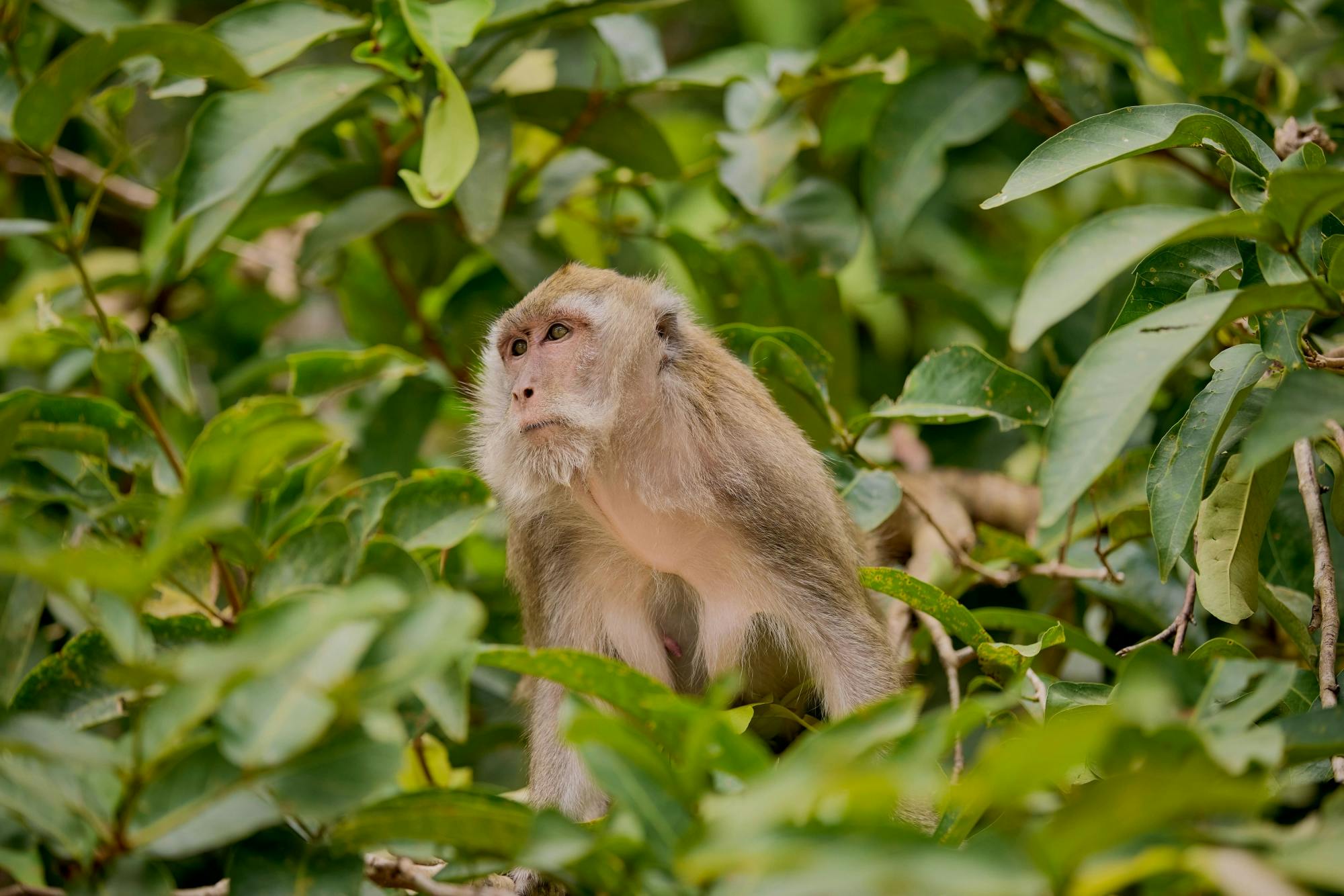 Full-day Khao Sok tour with elephant sanctuary and bamboo rafting