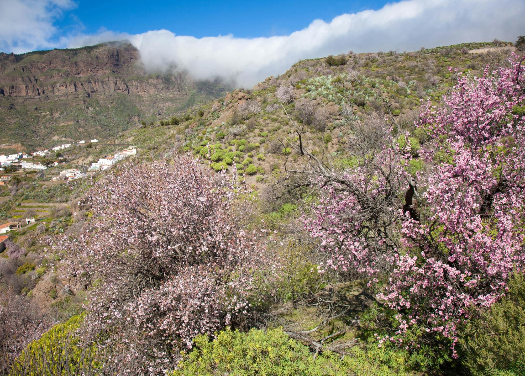 Almendros en flor en primavera tour en Mallorca con traslados