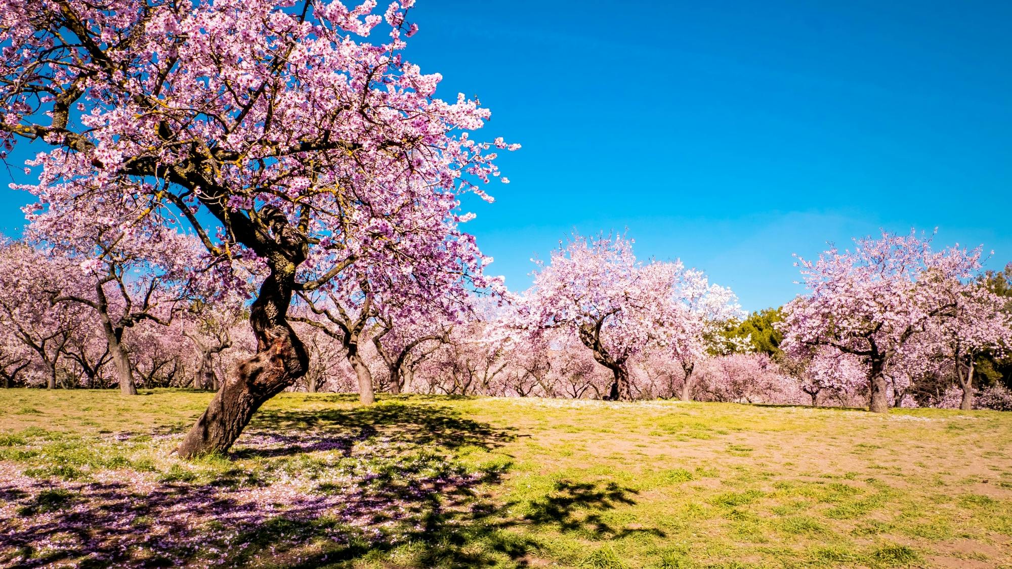 Almond blossom in spring tour in Majorca with transfers