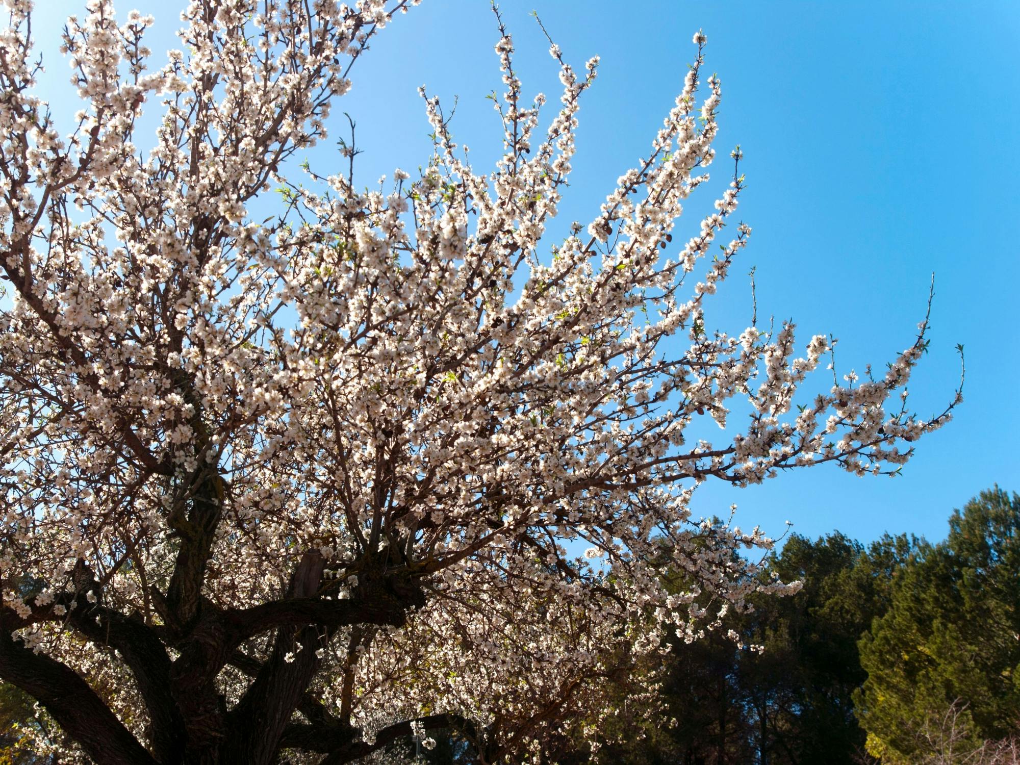 Almond blossom in spring tour in Majorca with transfers