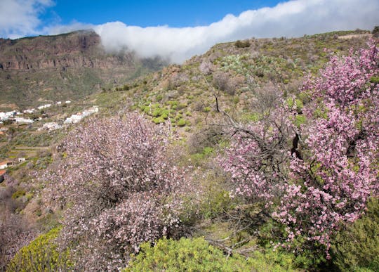 Almond blossom in spring tour in Majorca with transfers