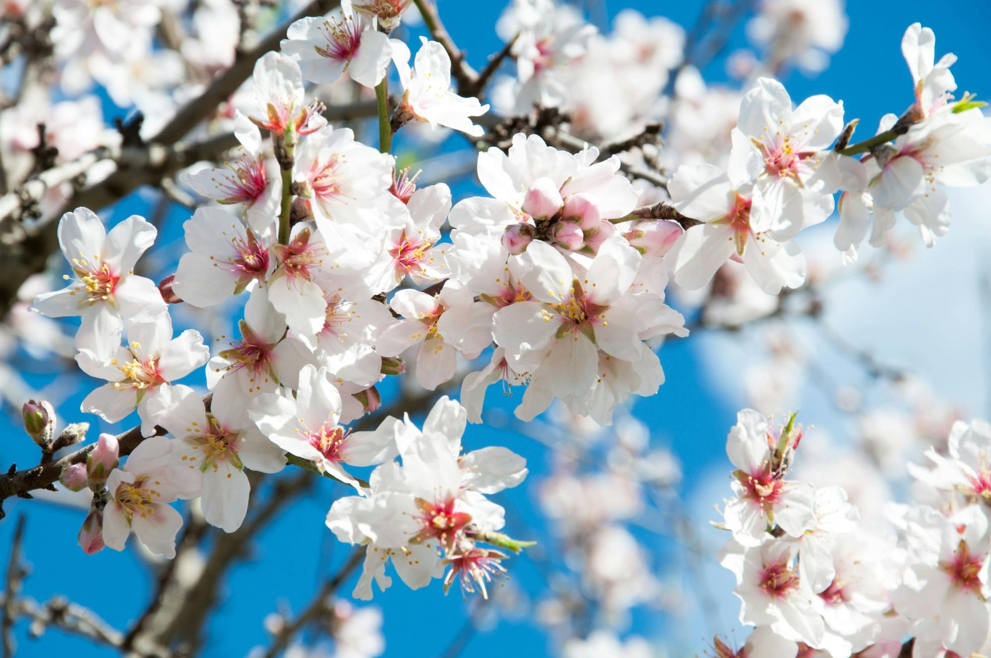 Almond blossom in spring tour in Majorca with transfers