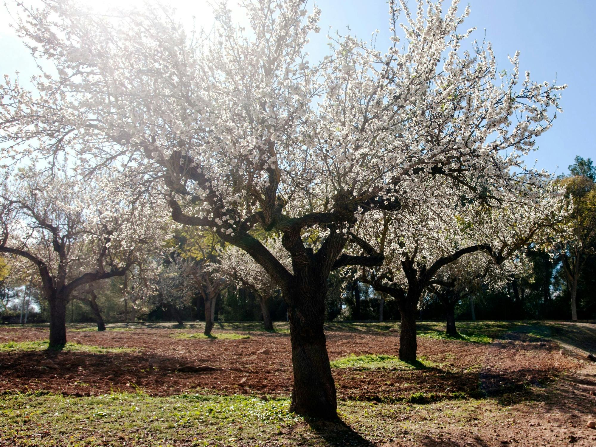 Almond blossom in spring tour in Majorca with transfers