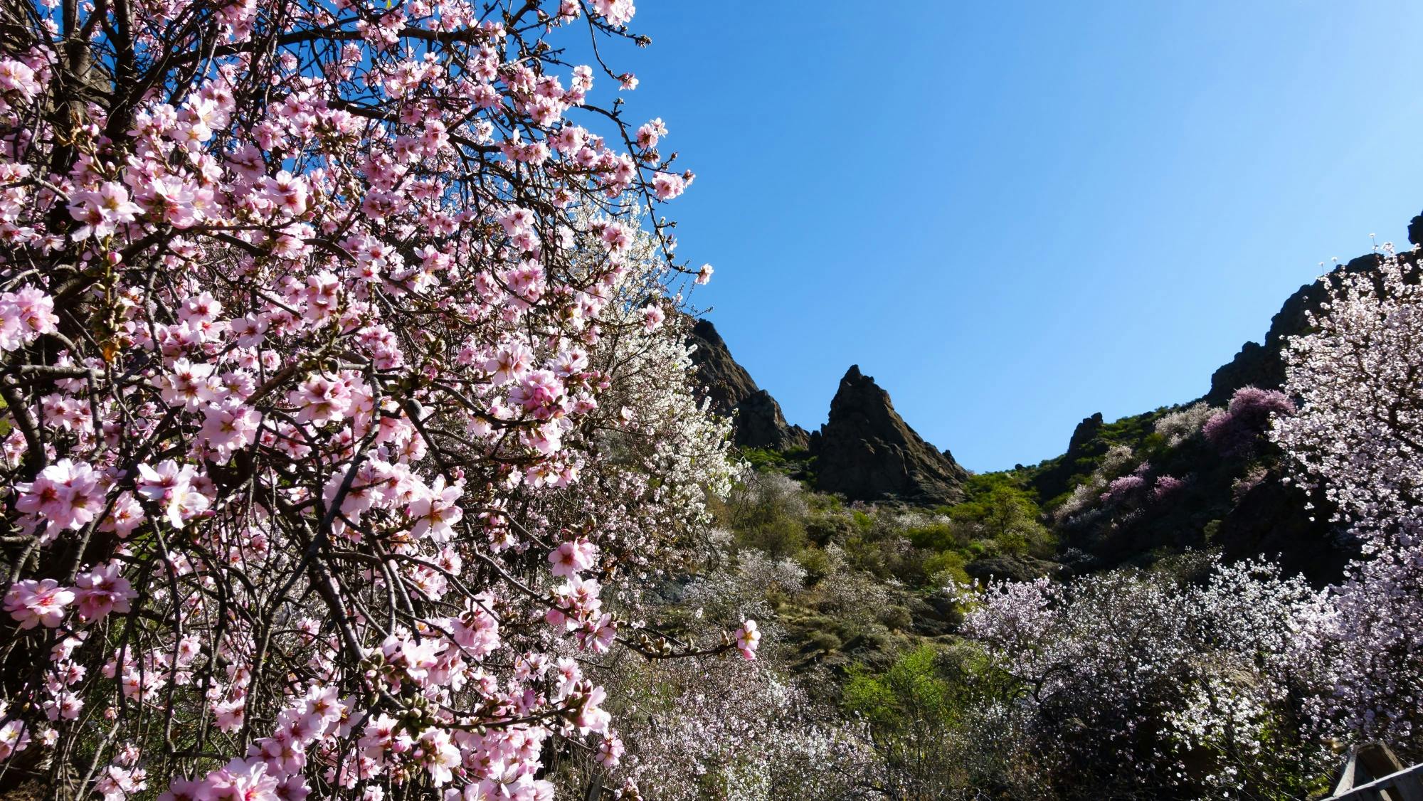 Almond blossom in spring tour in Majorca with transfers