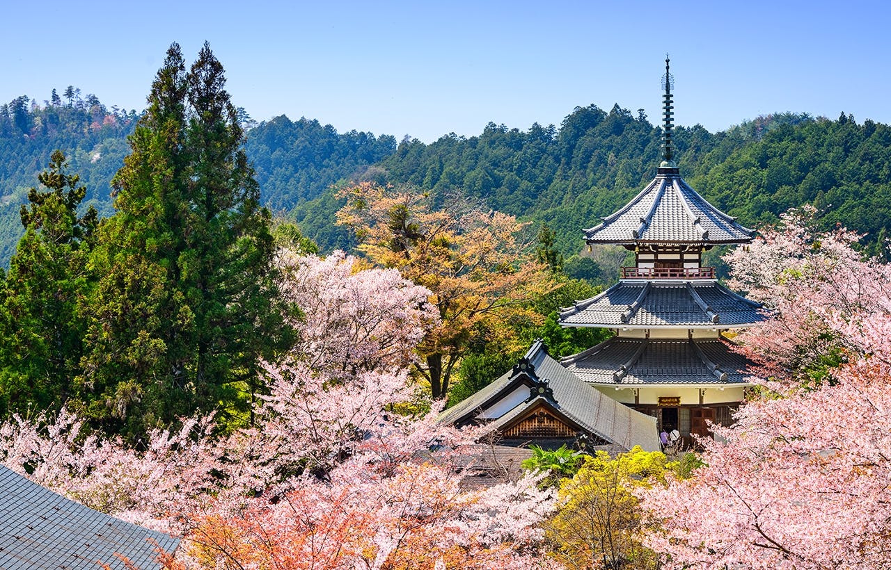 Spring Tour of Cherry Blossom Hotspots in Osaka and Nara