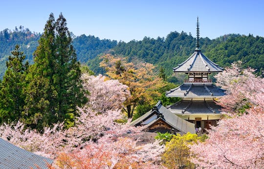 Recorrido primaveral por los lugares de floración de los cerezos en Osaka y Nara